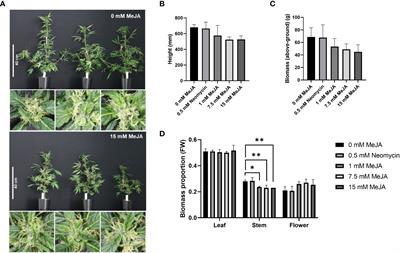 Metabolomic analysis of methyl jasmonate treatment on phytocannabinoid production in Cannabis sativa